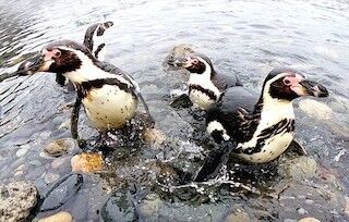 水族館のペンギンが、自然の海に&quot;遠足&quot;に行く新イベントが開催