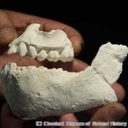 古代人類に新種見つかる - エチオピアで化石発見