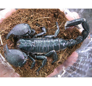 愛知県名古屋市で「毒毒毒毒毒毒毒毒毒展(もうどく展)」開催