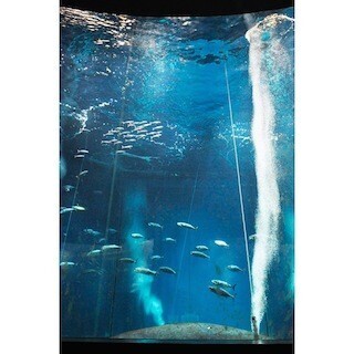 東京都・葛西臨海水族園が、マグロ1尾のみだった水槽に魚を導入