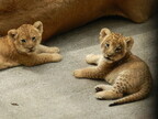 東京都・多摩動物公園の、ライオンの赤ちゃん2頭、名前が決定!
