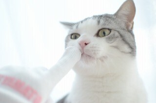 クロネコヤマトの肉球軍手がAmazonで売られていたので使ってみた