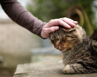 「岩合光昭の世界ネコ歩き」アメリカ・ニューオーリンズ編が放送決定!