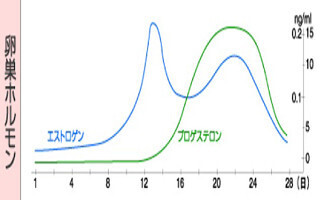 女性ホルモンの本当の役割、正しく理解できていますか
