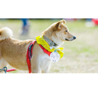 譲渡会で犬を譲り受けを検討できると回答したのは全体の●%