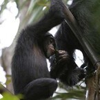 チンパンジーも「飲み会」を開催 - 京大などが発表