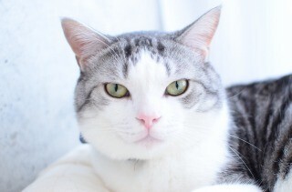 猫砂のどこにオシッコをしたのかすぐに特定する超簡単な方法