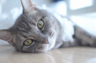 猫にキーボードを踏まれないための防御カバーを使ってみた