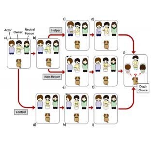 犬は自身の利害に関係なく飼い主に不親切な人を嫌う - 京大が発表