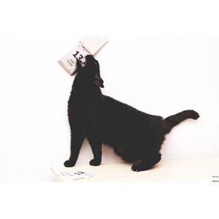 「13日の金曜日」だけじゃない! 黒猫が写真で語る海外に伝わる不吉ネタ7選