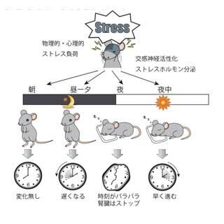 朝よりも夕・夜のストレスが体内時計を狂わせる - 早大がマウスで実験