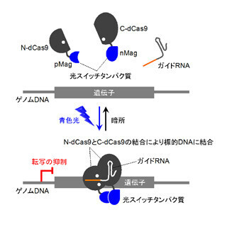 東大、ゲノムを光で自由自在に制御する技術を開発