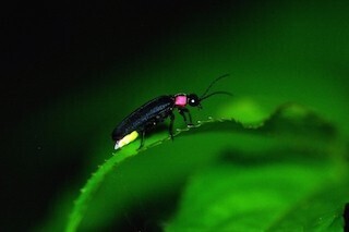 東京都・多摩動物公園が、幻想的な光を観賞できる「ホタル展」を開催