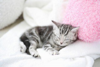 東京都渋谷区で、猫専門医の講座「愛猫ともっと幸せに暮らす極意」が開催