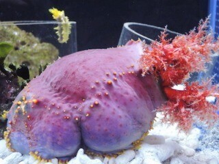 "ナマコ尽くし"のナマコ博覧会が開催中