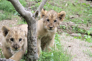 ライオンの双子の赤ちゃん、すくすくと成長中 - 富士サファリパーク