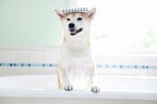 東京都・渋谷で、獣医師が解説する犬の熱中症予防セミナー開催 - 入場無料