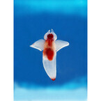 東京都新宿区で「超・深海展」開催! クリオネ生体展示に深海動物の深い話も