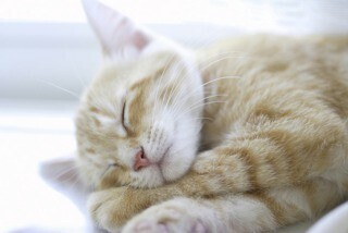 東京都23区でペット相談可 & 家賃が安い駅、第一位は?