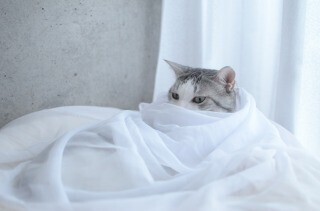 猫のフィラリア対策を自宅でやってみた - お値段1,500円!