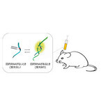 京大、生きたマウスの脳で細胞内RNAを可視化することに成功