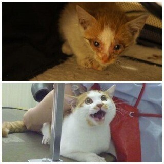 ゴミ捨て場で保護した元捨て猫が3年経つとこうなる - Before After画像