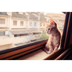 まだかにゃん……飼い主の帰りを待つ窓辺のたそがれ猫写真10選