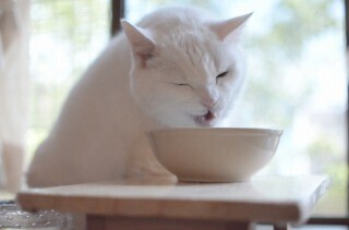 まるで西洋の館のようなアンティーク調の猫カフェに行ってみた