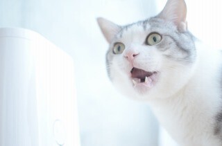 最新型の猫用自動給餌器を使って猫にご飯を食べてもらった