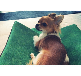 「人間の太ももの感触がするベッド」が発売!! - ただし犬用