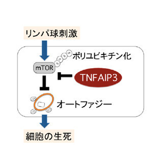 クローン病発症に関わる遺伝子が炎症原因となる細胞の生死を決定する-TMDU