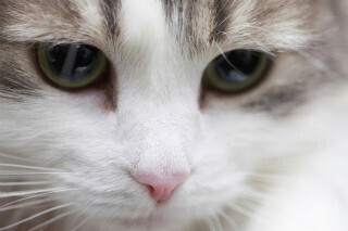 猫・犬がいる家のマットは細菌だらけ! 洗濯すると菌が激減すると判明