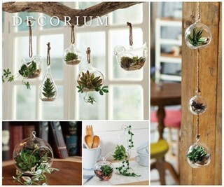 多肉植物とガラス容器でオリジナルの世界を作れる「デコリウム」登場