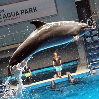 10日開業「アクアパーク品川」お披露目! イルカやクラゲが音･光･映像と融合