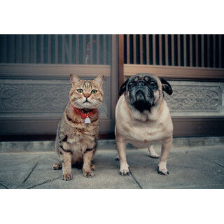 東京都・池袋で猫の世界を岩合光昭氏が魅せる! 写真展「ねこ」開催