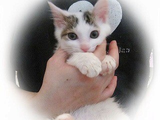 東京都豊島区で、206匹の猫の里親を募集中