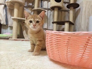 生身のニャンコがたくさん! 猫の譲渡会「仔猫祭り」が開催