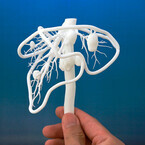 DNPと筑波大、3Dプリンタで安くて内部の視認性が高い臓器立体模型を作製
