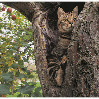 岩合光昭氏の写真展「ふるさとのねこ」 - オリンパス新ミラーレスの試用も