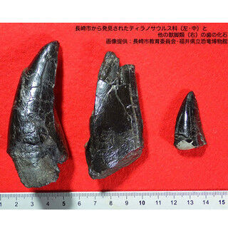 国内初、長崎で大型ティラノサウルスの化石を発見
