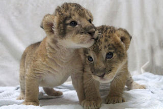 双子のライオンの赤ちゃん、公開開始!