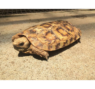 見た目がパンケーキに似ているパンケーキリクガメが産卵