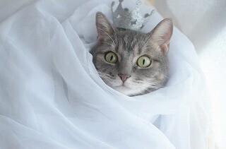 猫用の王冠をうちの猫の頭にのせてみた