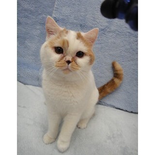 約40種の珍しい猫とふれあえる「ふれあいねこ展」開催