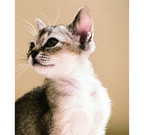 東京都渋谷区で、『世界で一番美しい猫の図鑑』写真展が開催