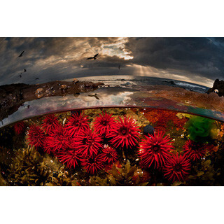 水中にお花畑も! 波の下に隠された美しすぎる世界 - 写真7枚