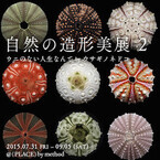 東京都・渋谷にて、「ウニ」の造形美の魅力と美しさに迫る展示会