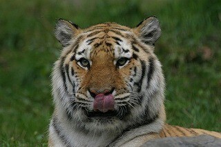 動物園"が"来てくれる!? 猛獣に会える「移動動物園」が開催