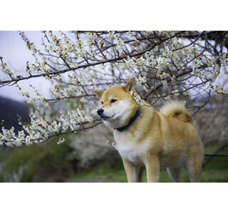 あのインスタアイドル「柴犬まる」がニコニコ生放送に出演！