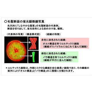 花王、「しなやかな髪質」の内部構造を解明